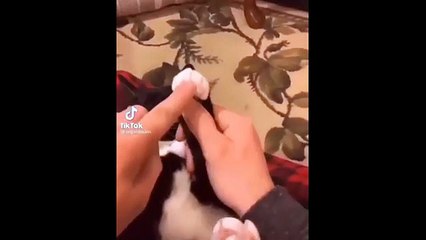 funny Cats Doing Weird Things 😹 Ultimate Cat Fails 2025 🐱 Try Not to Laugh -2