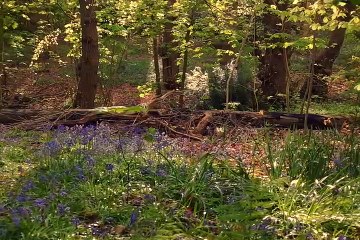 Seerat Series Ep 04 | Youth of Prophet Muhammad ﷺ | Early Life Before Prophethood