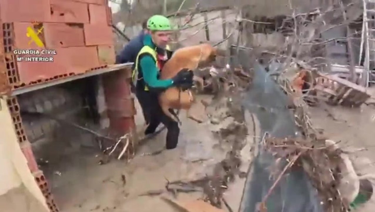 Rescuers race to save animals trapped by severe floods in Spain