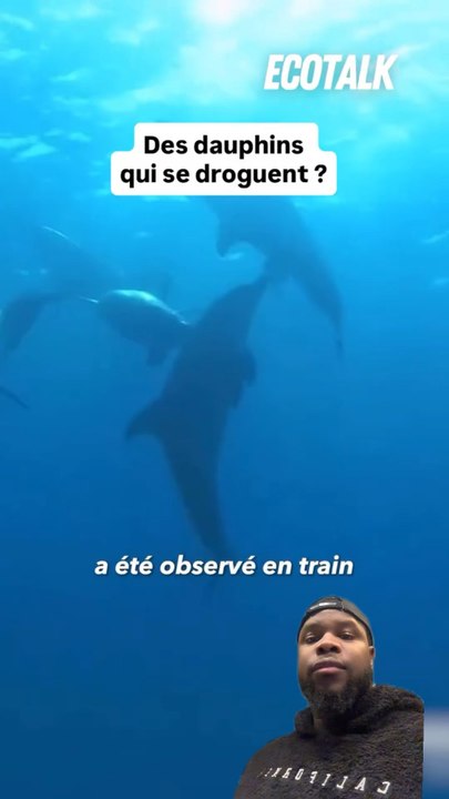 Les dauphins 😳😳