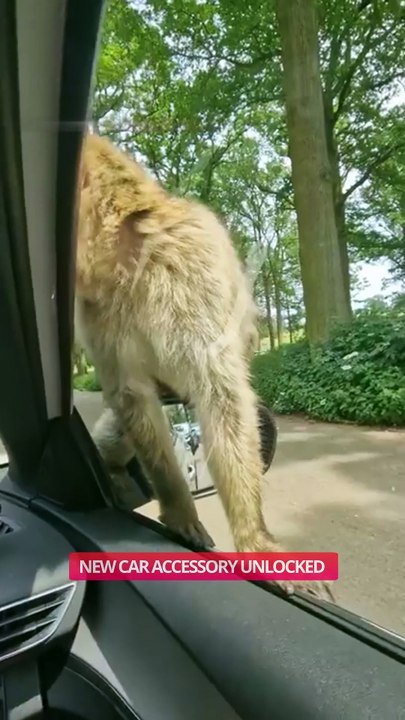 New Car Accessory? 😅🐒  || ItsNowViral