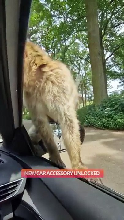 Monkey Rides on Top of a Moving Car 🐒 || ViralID
