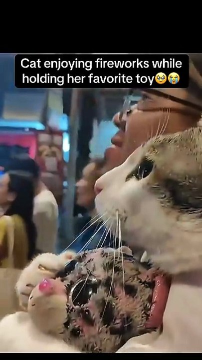 Cat loves it🥹 #fyp #viral #animals #cat #cats #fireworks #cute #funny #aww #fypシ #shorts #ytshorts