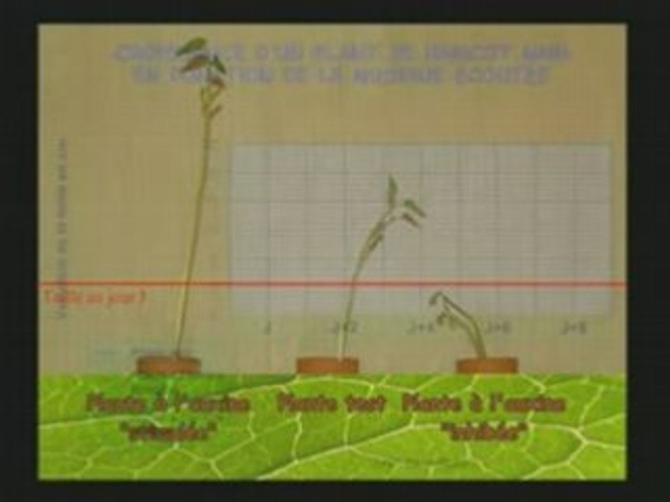 La musique et les plantes