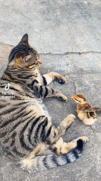 Cat & chicken