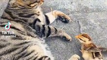 Cat & chicken