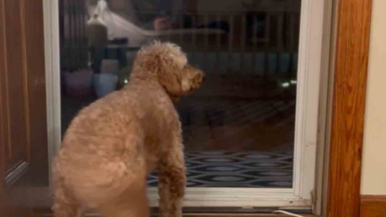 Sully is overjoyed to see dad' Dog wags his tail at door to greet his owner stepping into home