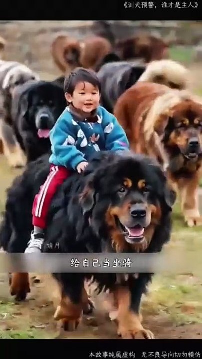 #DogTrainer #PuppyTraining #PositiveReinforcement #DogBehavior #CanineEducation #PetTrainingTips_2026 02 02_21 03 29_1_883