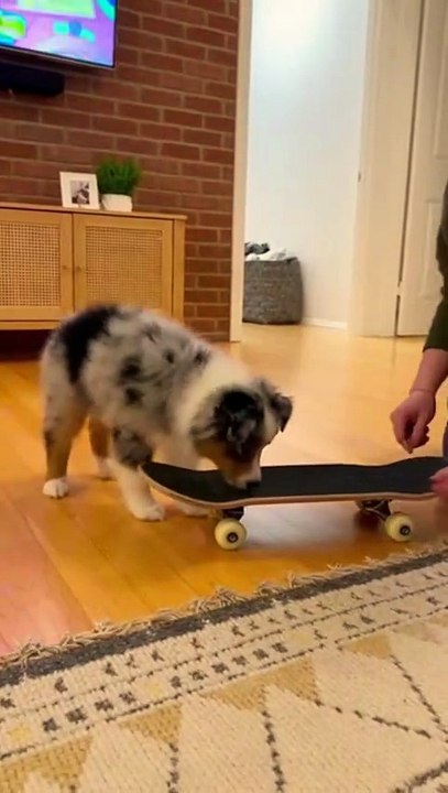 Dog Learning Skateboard #dog #kingdomofawais