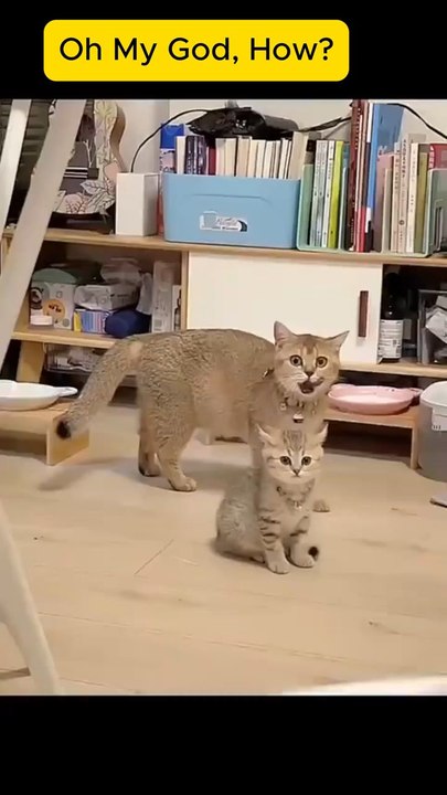 Cute innocent Cat confused  #animals #shortsreels #cat