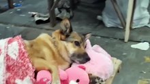 Pazar tezgahında kendi yatağında yatıp etrafa şirinlik saçan Karamel 😊