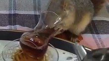 En sevdiği kuru yemişlerin yanında çay içmek isteyen Sinco 😂
