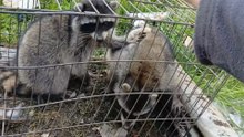 Racoon catch and release