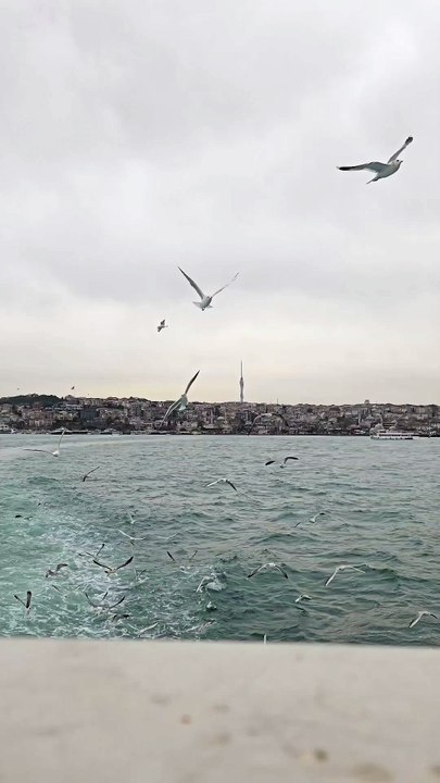 Seagulls Over the Bosphorus 🐦 Istanbul Ferry Ambience | Pure Sea Sounds