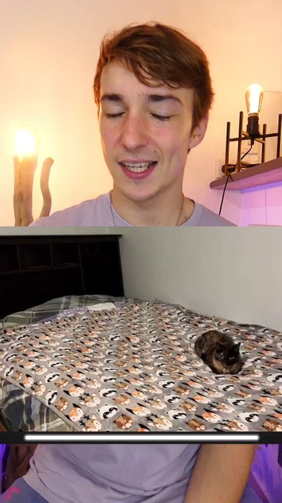 Jeu chat