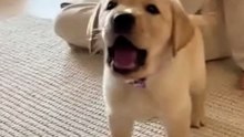 Golden Lab Puppy Barking!