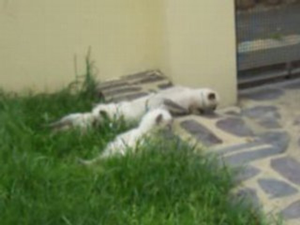 CHATONS RAGDOLL-1ere Sortie