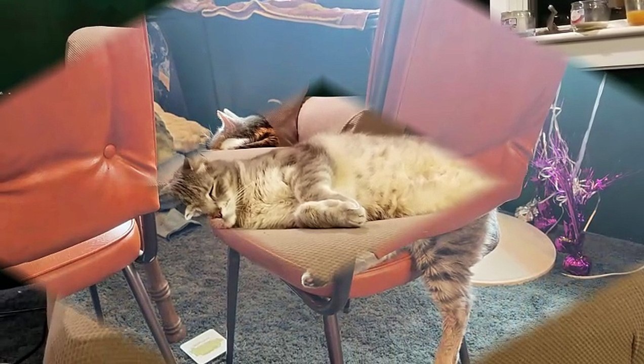 Lazy kitties, but it's okay cuz they earned it. (probably,) | #SparklegleamFarm #Cory #Elsie #homestead #LadyChunkerella #cat #catlife #cute