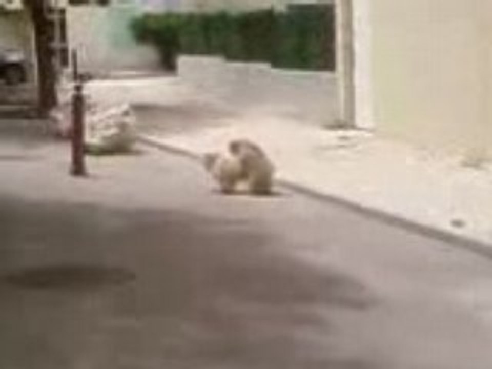 deux chien pendant l acte