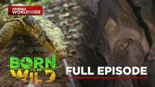 Gentle Yellow-Headed Water Monitor Lizard; Bats in a Classroom | Born To Be Wild (Full Episode)