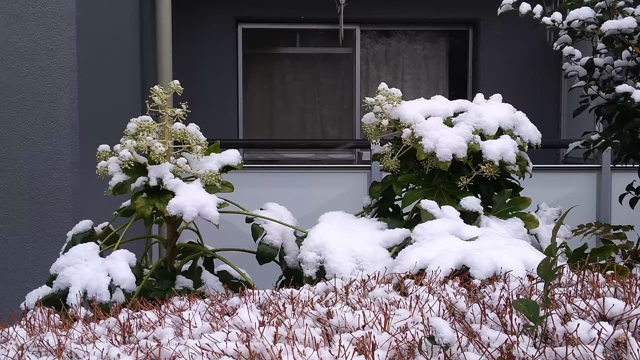 雪
