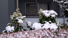雪