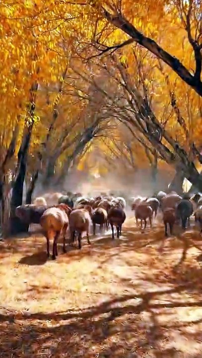 Peaceful Autumn Forest with Sheep | Relaxing Nature Video
