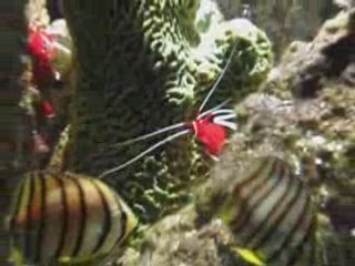 Nos amis pleins de pattes