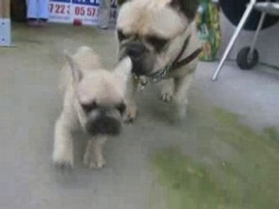 Diademe, bartok et calice