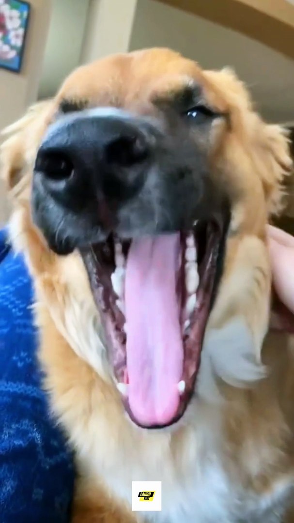 ⁣Funny dogs moments 😂🤣