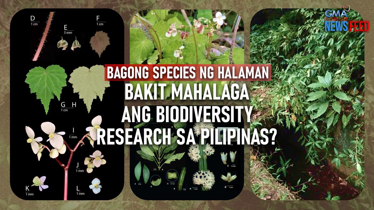 BAGONG SPECIES NG HALAMAN Bakit mahalaga ang biodiversity research sa Pilipinas? | GMA Integrated Newsfeed