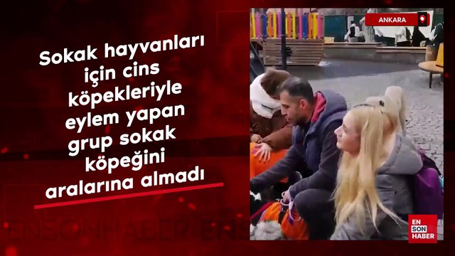 Ankara'da sokak hayvanları için eylem yapan grup sokak köpeğini aralarına almadı