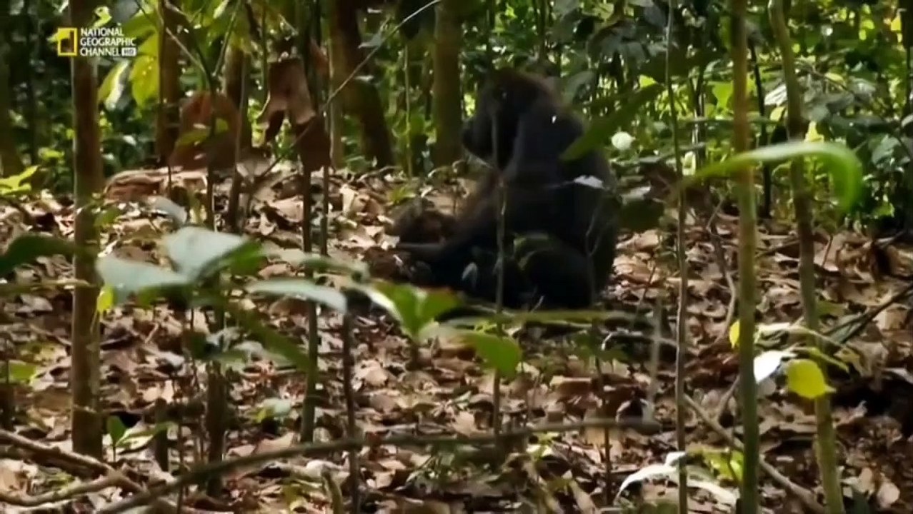 Beast Hunter Criaturas Lendárias o monstro dinossauro do pantano do congo