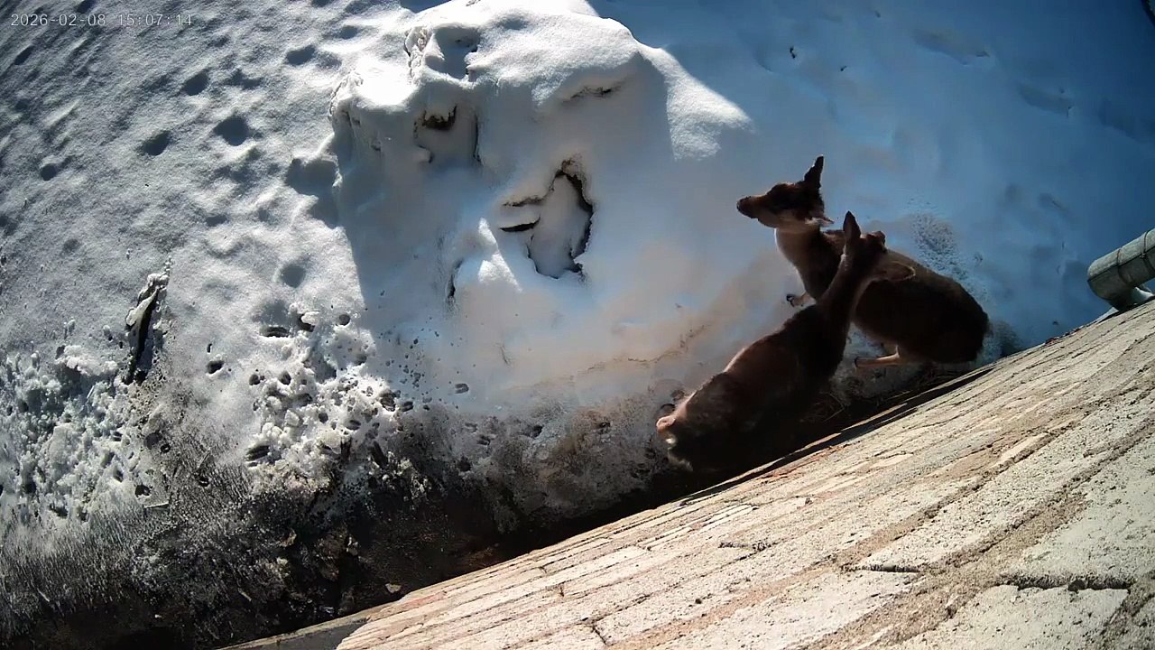 Absolutely Magical Visit! Must See! #animals #nature #wild #winter