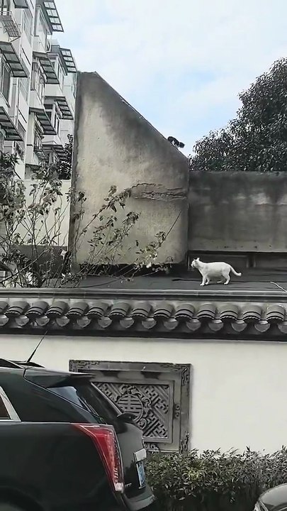 best cat video I have ever seen