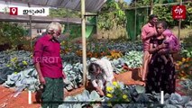 ഇടുക്കിയുടെ മണ്ണിൽ കൃഷ്‌ണൻ്റെ ഏദൻ തോട്ടം; മണ്ണിൽ പൊന്ന് വിളയിക്കും ഈ മാതൃകാ കർഷകൻ