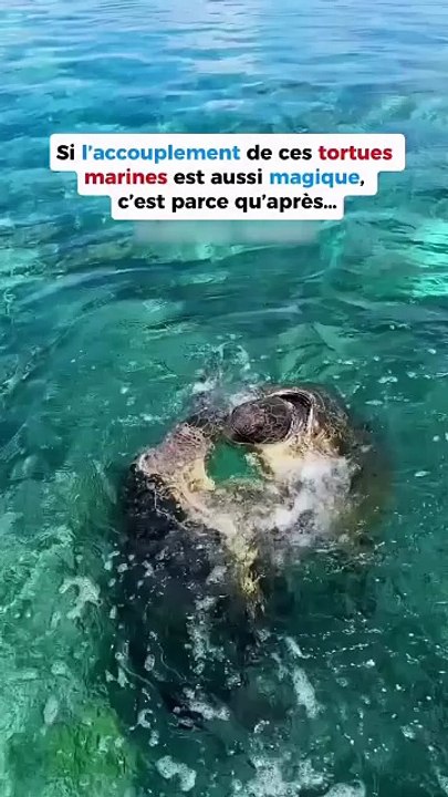 La magie de la reproduction vue par les tortues marines 💚