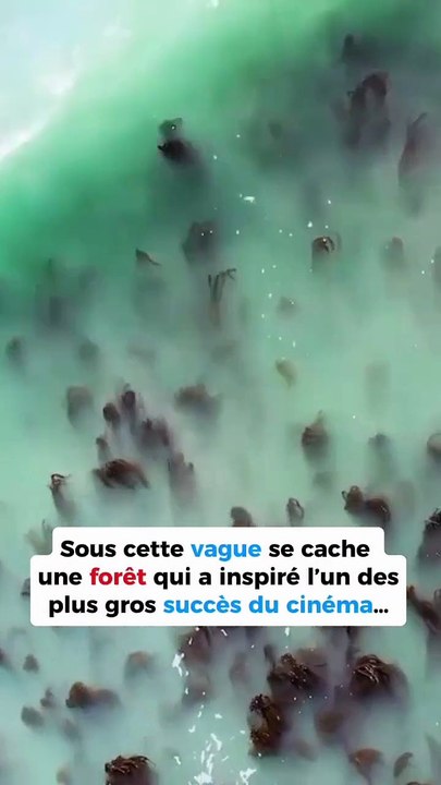 La vague qui cache la forêt 💚