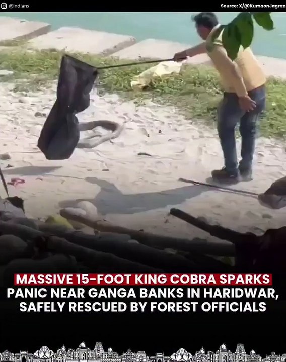 Panic gripped Haridwar after a massive 15-foot-long king cobra was spotted near the banks of the Ganga, drawing a large crowd of shocked onlookers. Act of bravery.