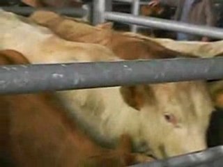 montée des marches... laitières