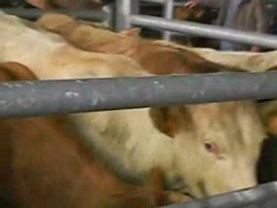 montée des marches... laitières