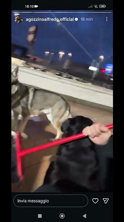 Agozzino Alfredo story una domenica con i miei amici animali