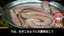 【豆知識】生物大量発生の謎　【Trivia News】The Mystery of Mass Biological Blooms