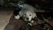 Woman Rushes In To Save Puppy From Excavator At Junkyard