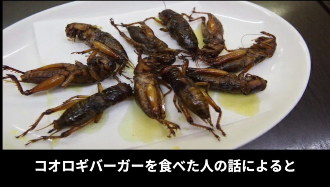 【豆知識】昆虫食　【Trivia News】Insect Cuisine