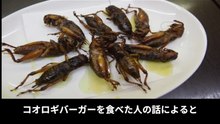 【豆知識】昆虫食　【Trivia News】Insect Cuisine