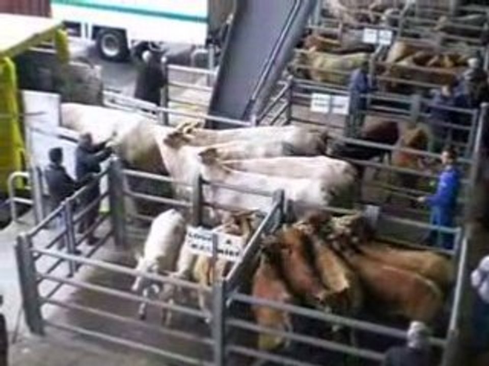 vaches charolaises