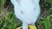 Bowlful of pellets makes the heart grow fonder. | #SparklegleamFarm #Bunny #farm #rabbit #farmanimals #cute