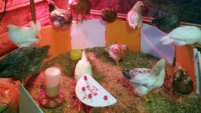 Chillin' with the chicks in the brooder. | #SparklegleamFarm #Chicken #farm #farmanimals #cute