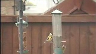 Goldfinches 2